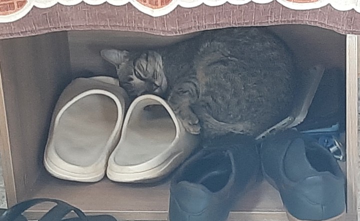 Marie, the cat