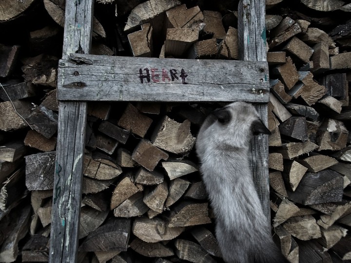 heart and caaat