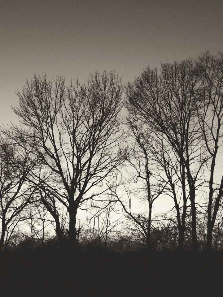 Pretty brown and black trees