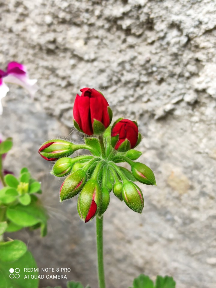 fiore by Bulgaria
