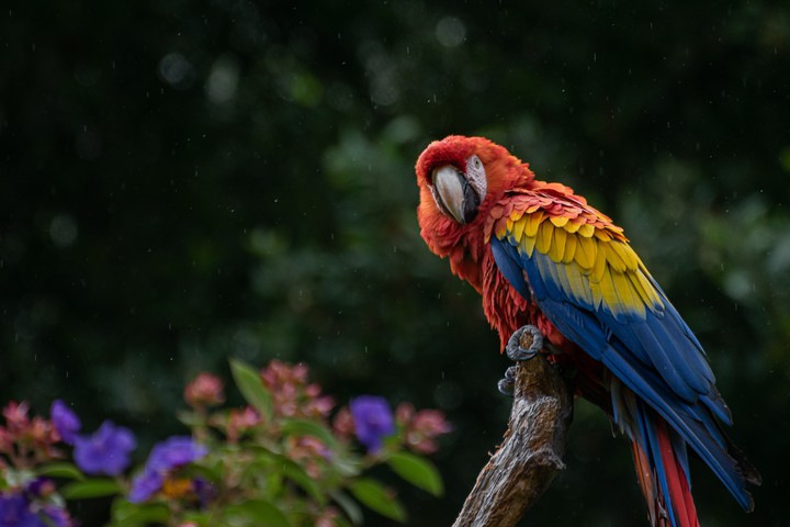 Wild Macaw