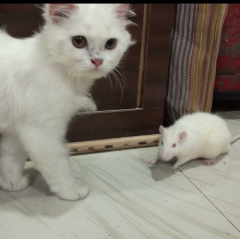 (Stella)Tom & Jerry(Rex)❤️