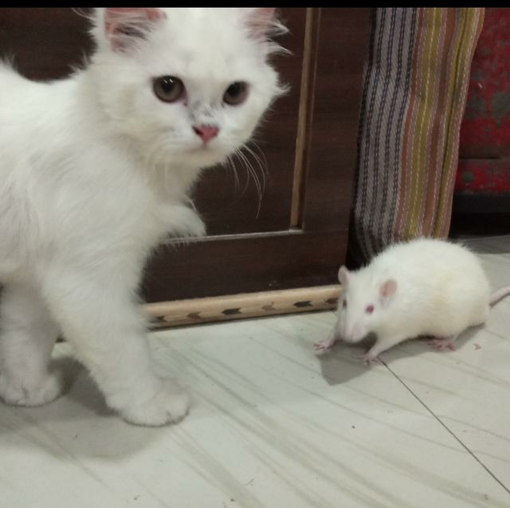 (Stella)Tom & Jerry(Rex)❤️