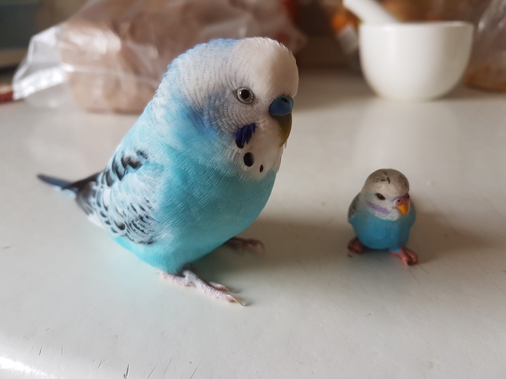 My little Blue
