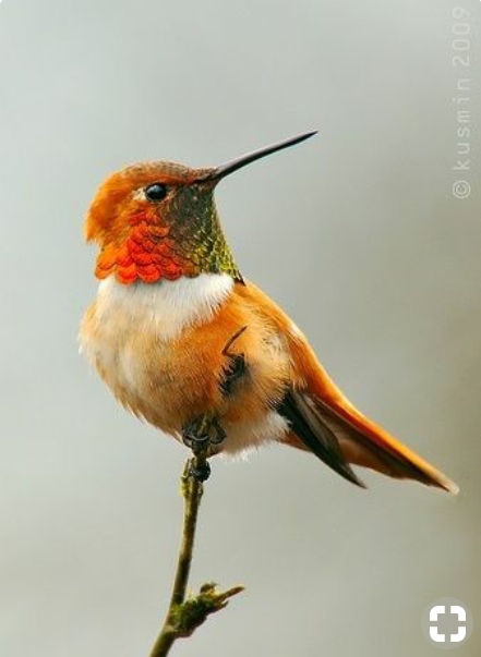 Colibrí