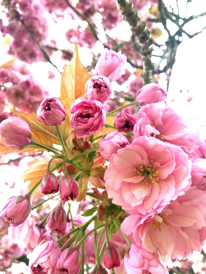 Blooming Goddess