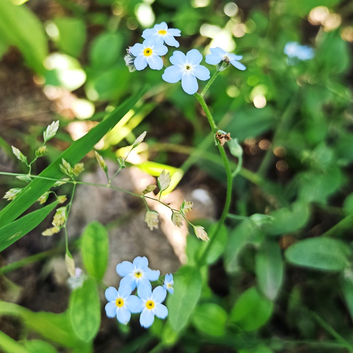 Forget-me-not