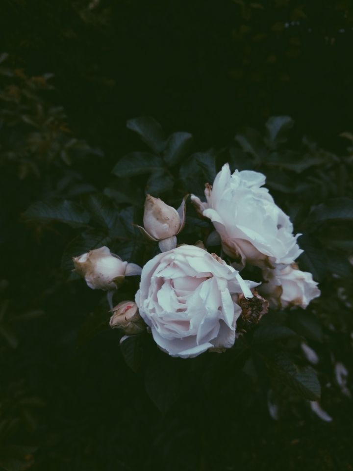 rose