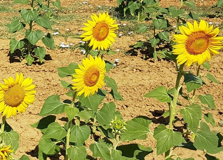 girasole