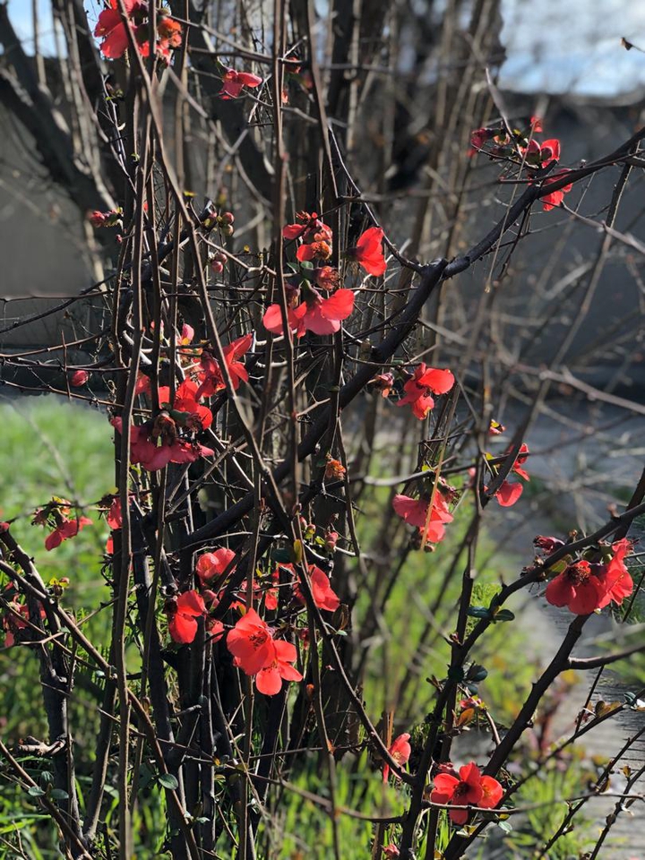 flowers