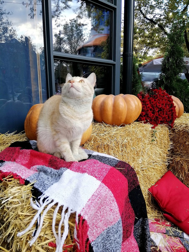 Одесский кот