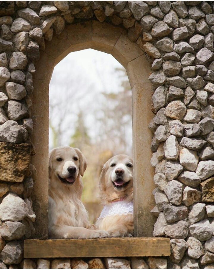 dogs are love❤