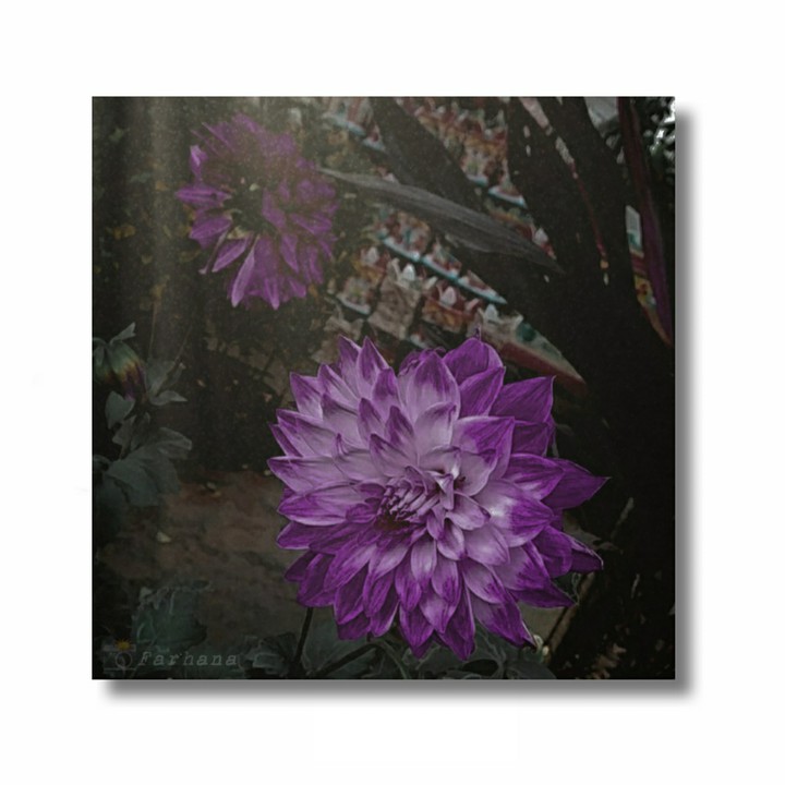 flowers photos