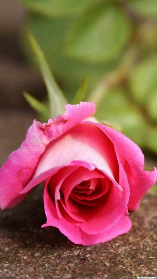 abhi