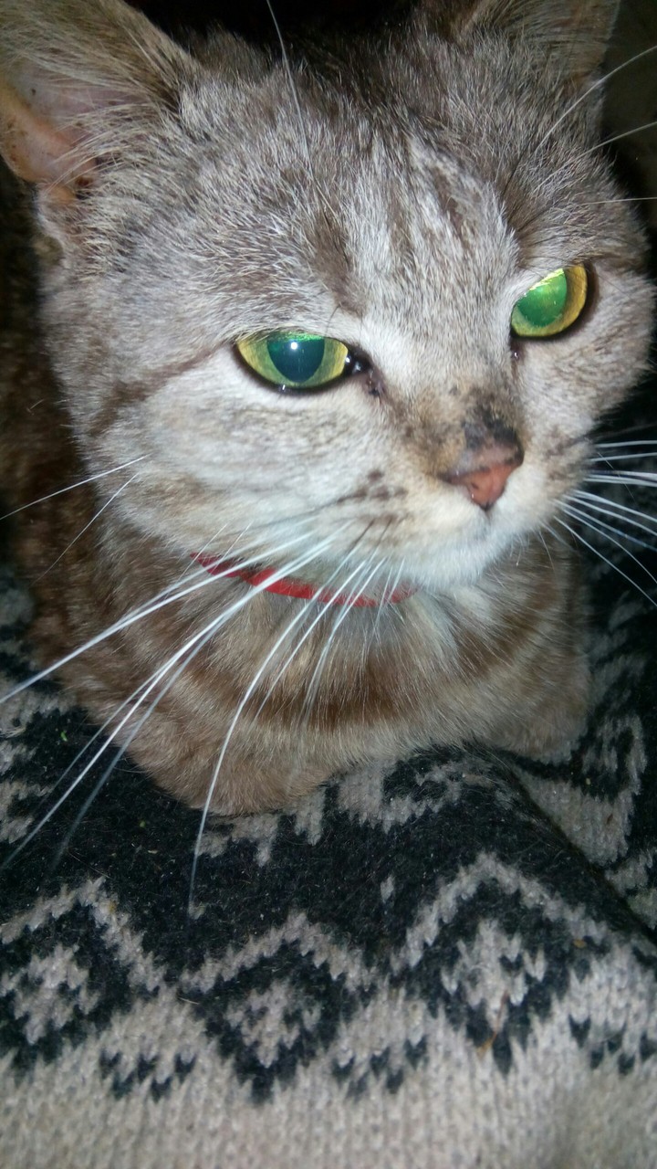 bucia