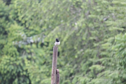 wildlife, beak桌布