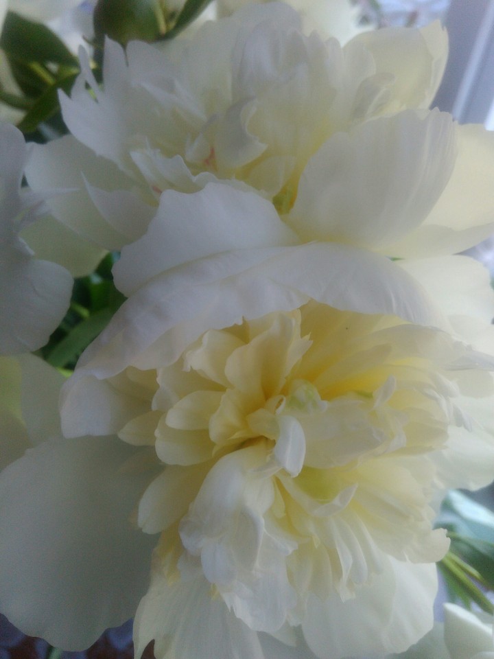white peony