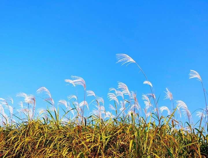 Silver grass