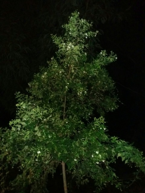 шпалери rainforest, plant