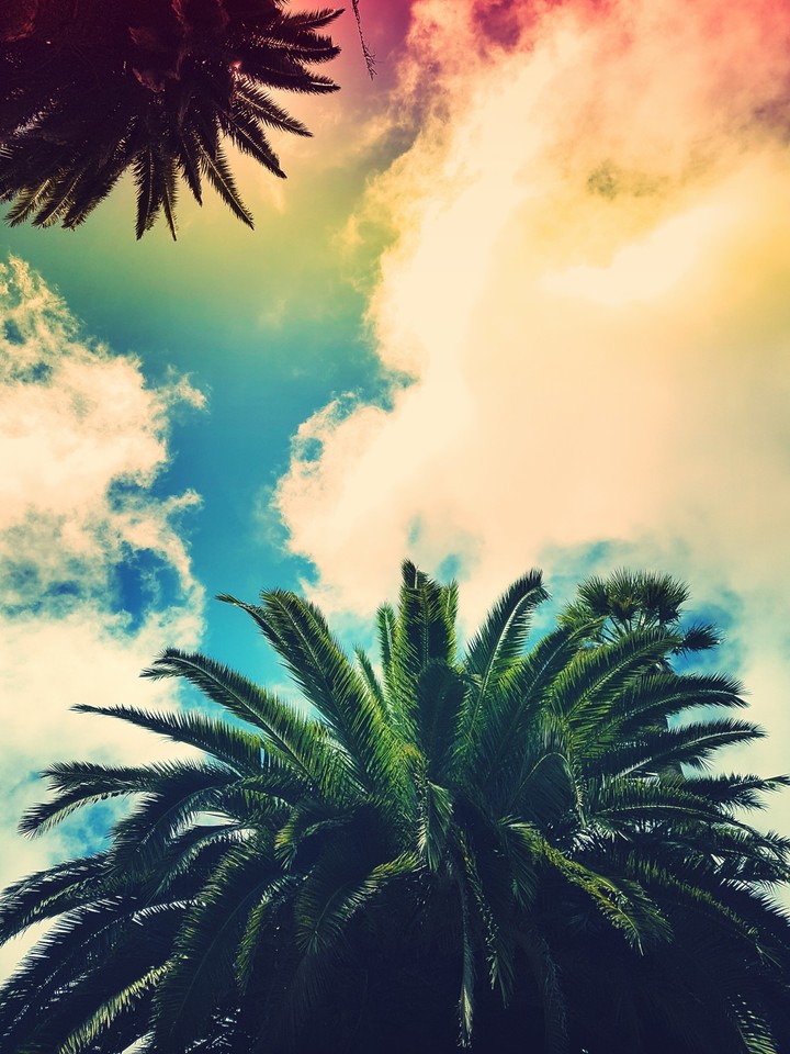 Palm Tree 2