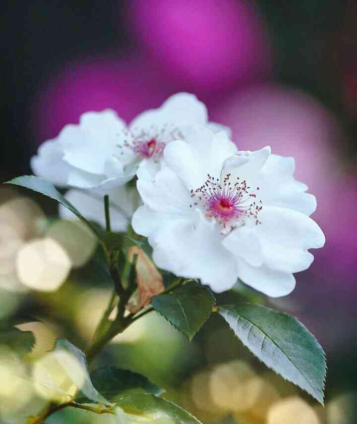 Flores blancas sobre fondo rosa y fucsia.