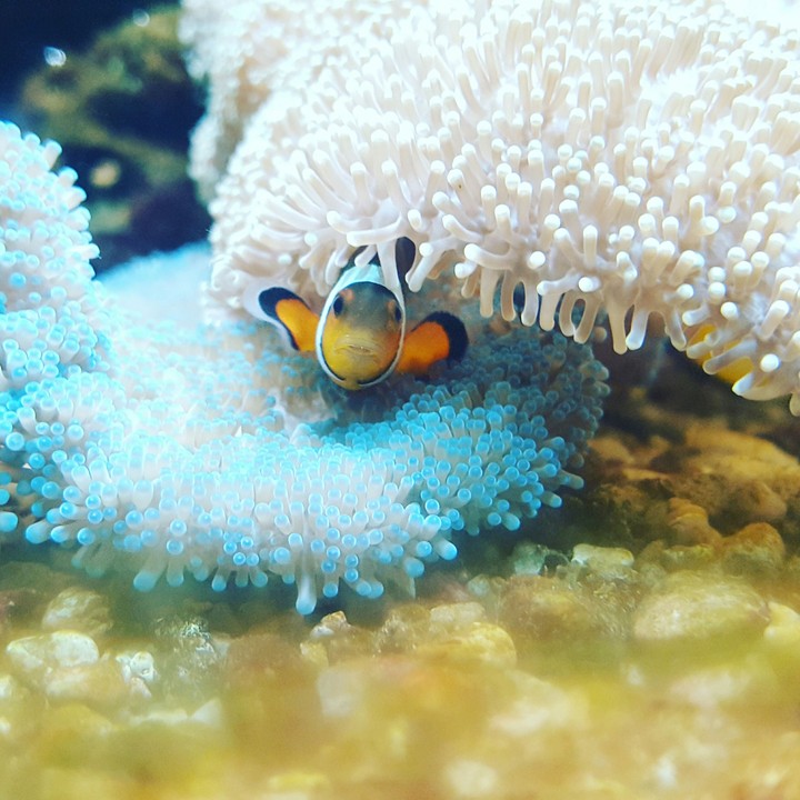 finding nemo in a aquarium