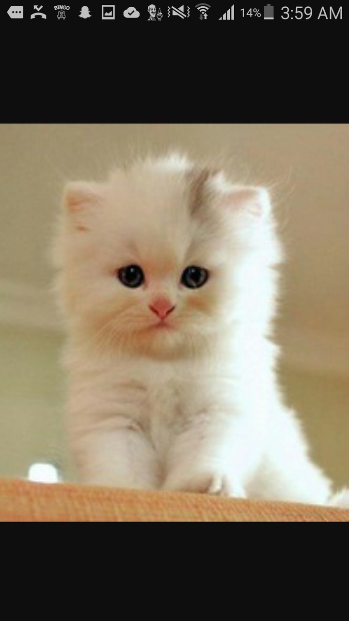 adorable