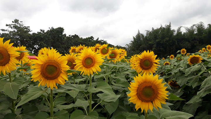 sunflower