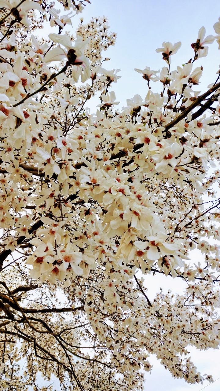 Magnolia