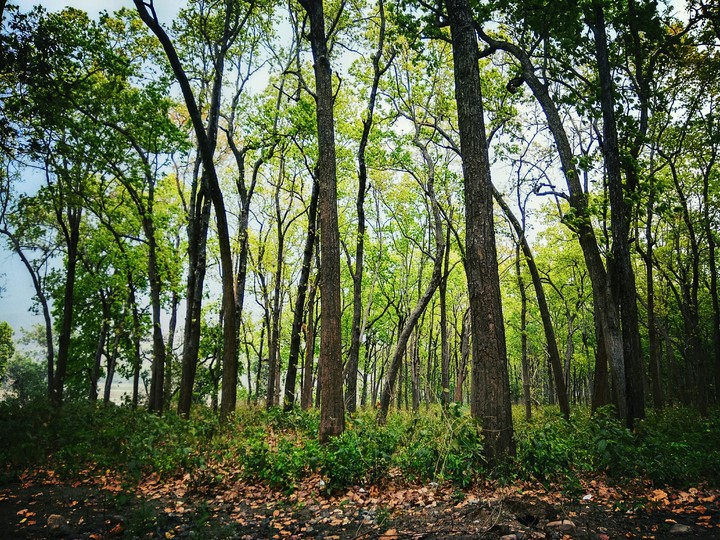 beauty of nature