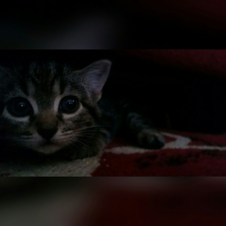 my cat Mimì