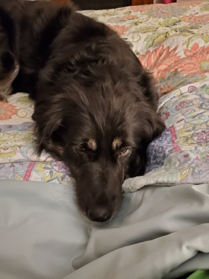 Mollie