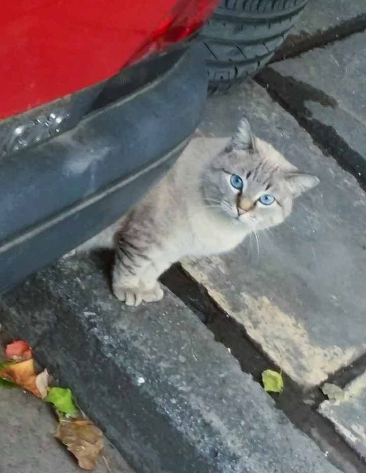 Ocean blue eyes