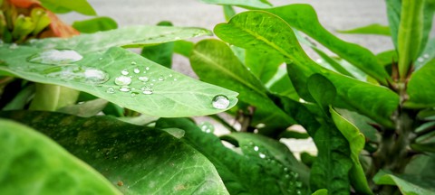 water droplets on plants