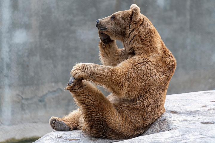 bear wallpaper