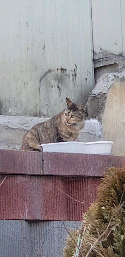 spring cat pretty