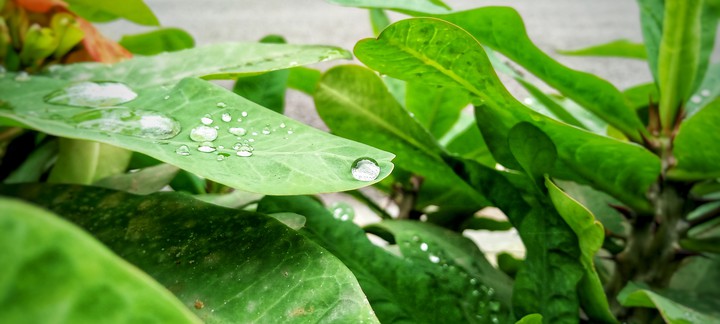 water droplets on plants