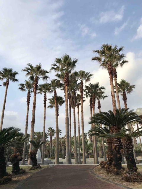 Palm tree