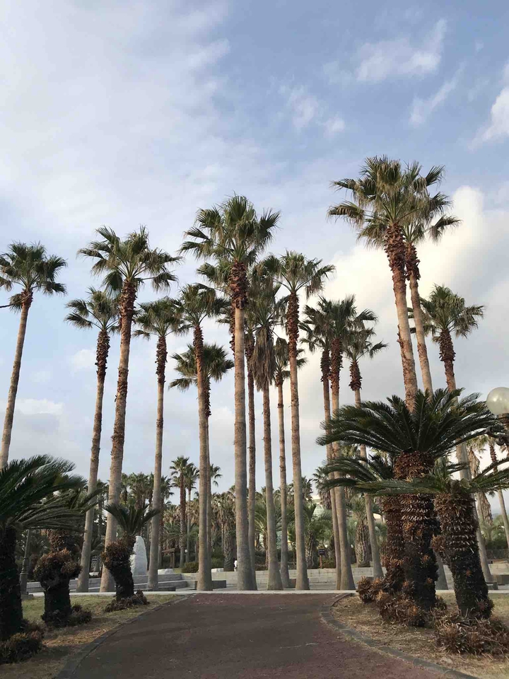 Palm tree