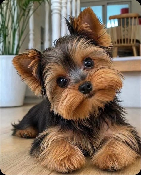 fondos de pantalla dog, puppy