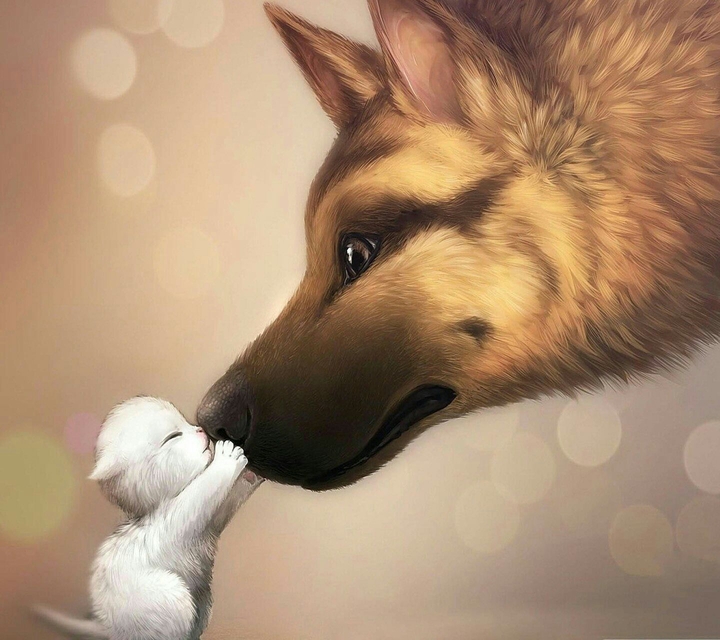 Dog & Cat