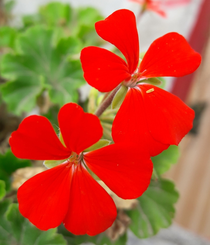 beautiful #Flower