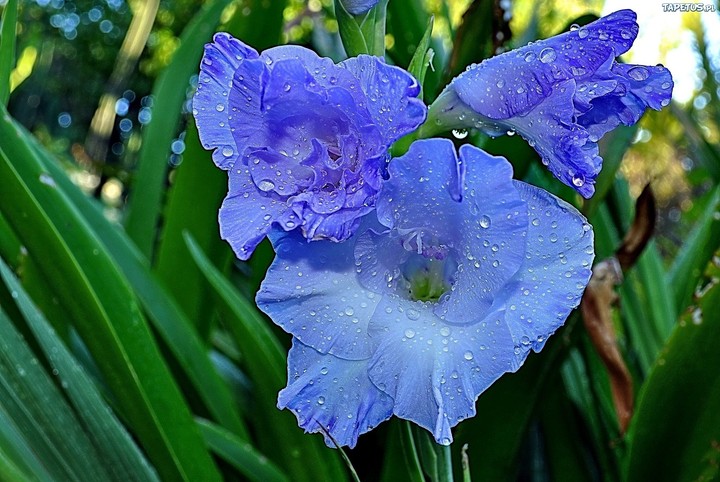 gladiolus