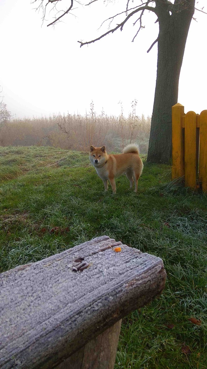 shiba inu