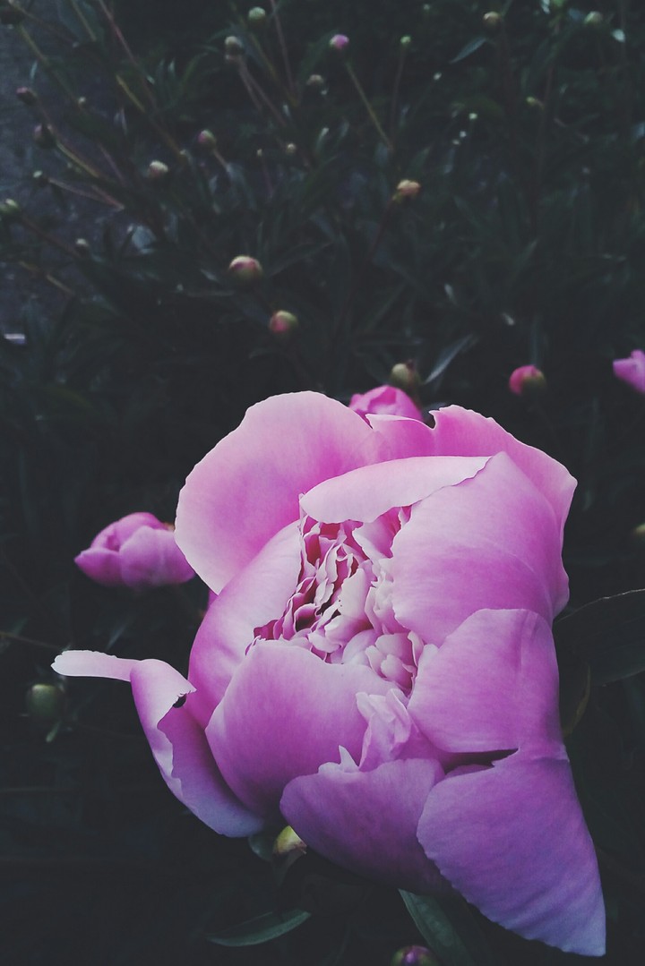 Peony