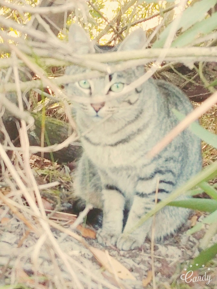 the cat