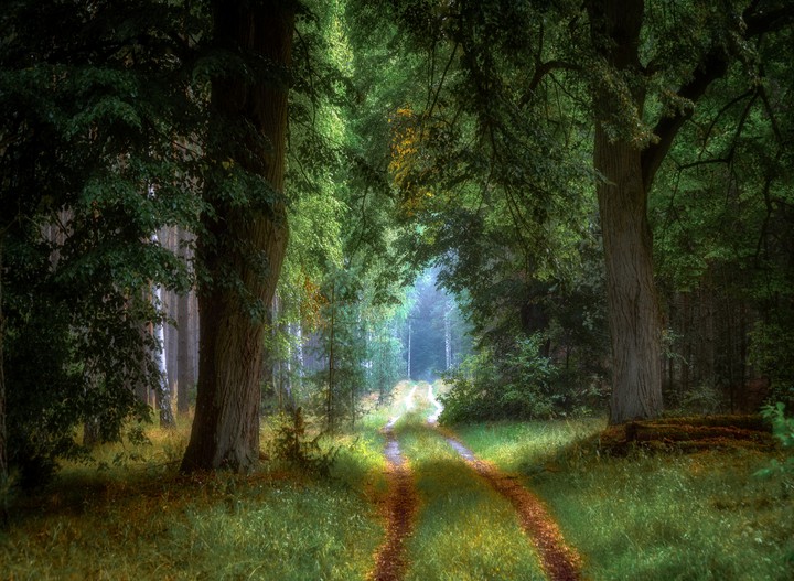 beautiful forest...