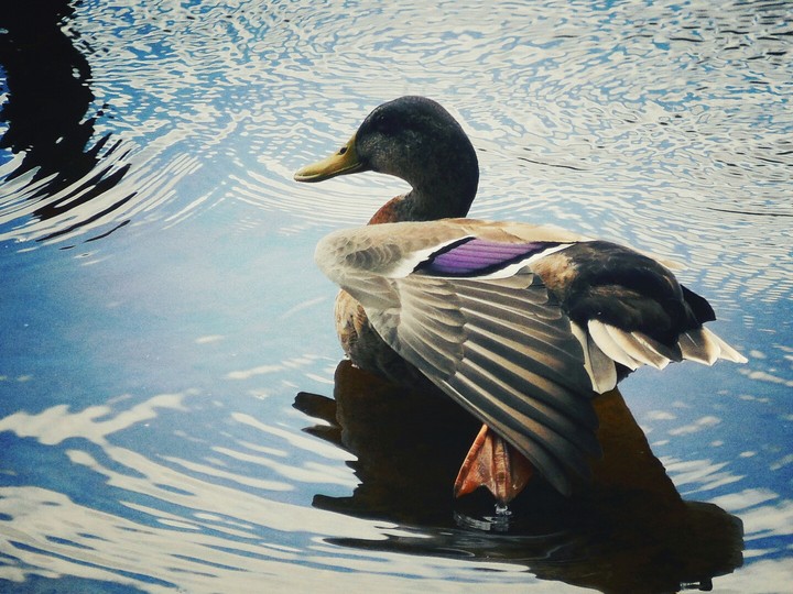 Duck