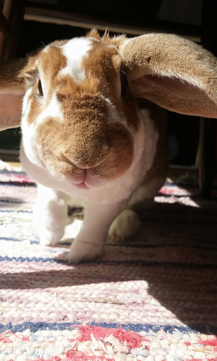 Bunny