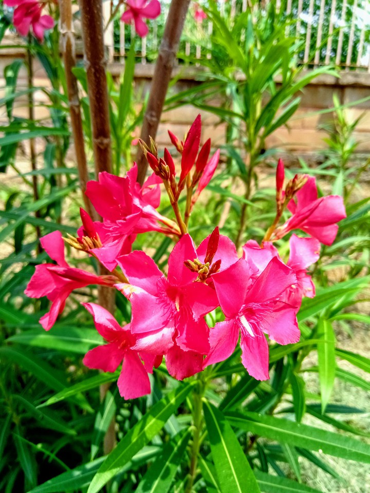 Flower_1